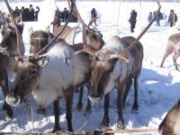 Слет оленеводов, 2010г.