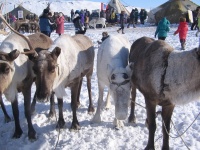 Слет оленеводов, 2010г.